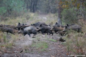 Caccia di selezione al cinghiale